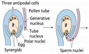 Double Fertilization